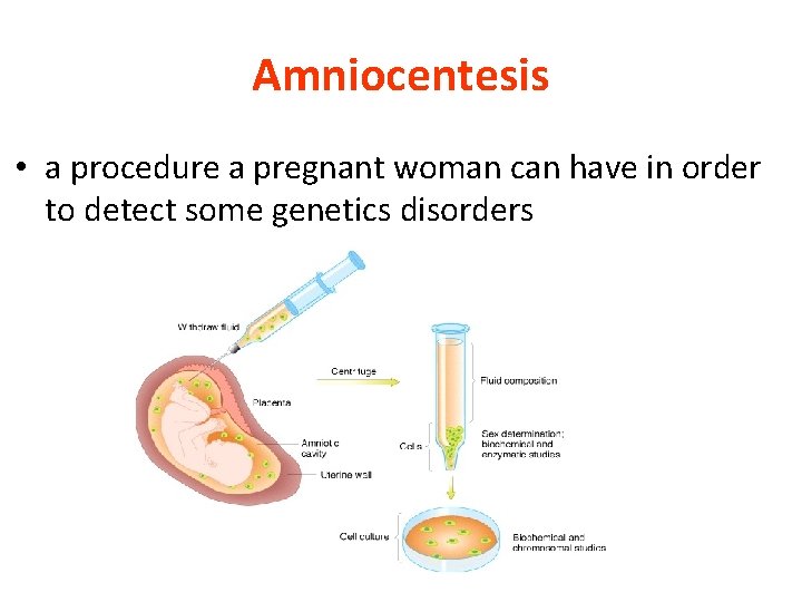 Amniocentesis • a procedure a pregnant woman can have in order to detect some Amniocentesis • a procedure a pregnant woman can have in order to detect some