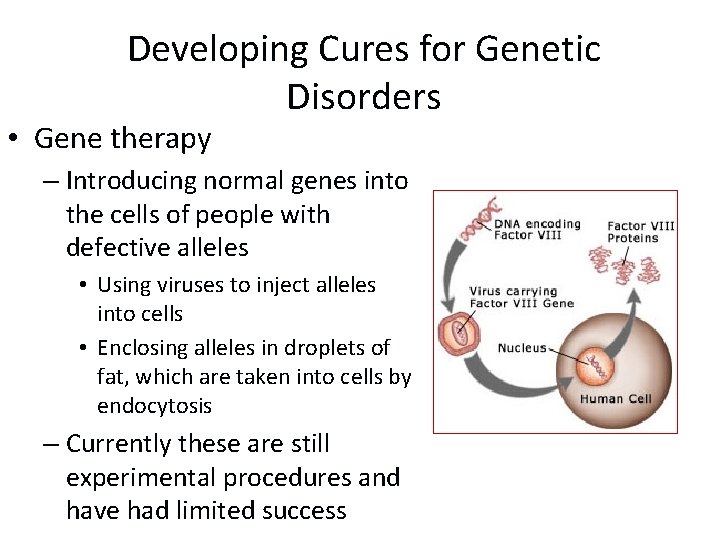 Developing Cures for Genetic Disorders • Gene therapy – Introducing normal genes into the Developing Cures for Genetic Disorders • Gene therapy – Introducing normal genes into the