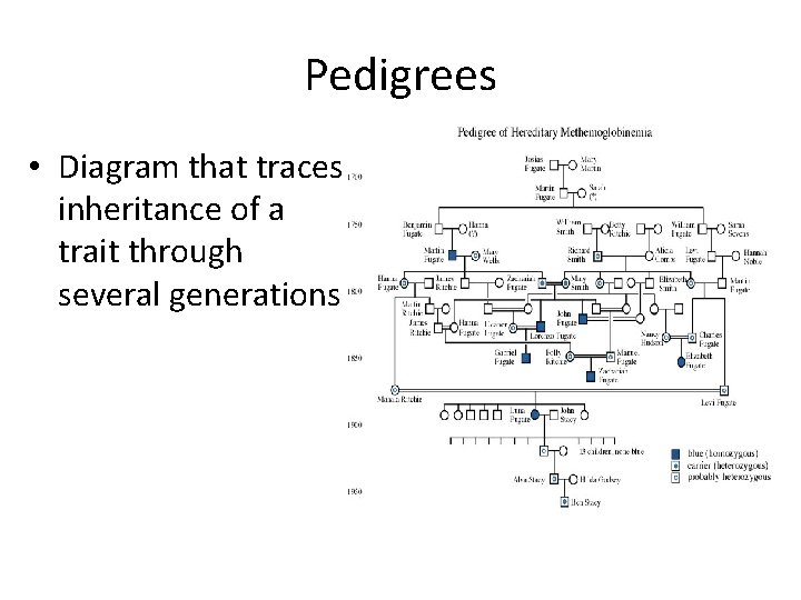 Pedigrees • Diagram that traces inheritance of a trait through several generations Pedigrees • Diagram that traces inheritance of a trait through several generations