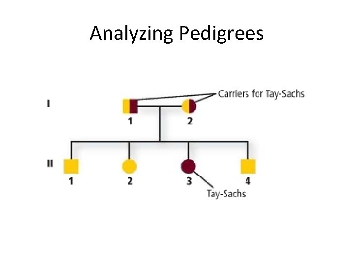 Analyzing Pedigrees Analyzing Pedigrees