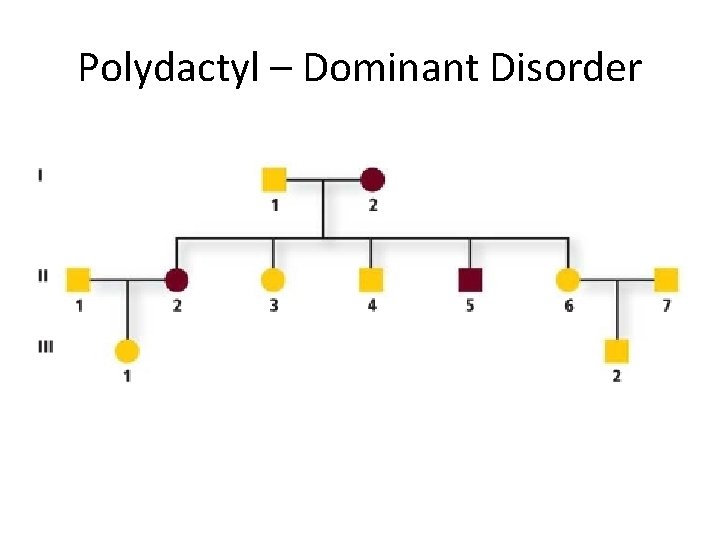 Polydactyl – Dominant Disorder Polydactyl – Dominant Disorder