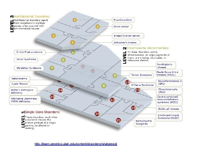 http: //learn. genetics. utah. edu/content/disorders/whataregd/ http: //learn. genetics. utah. edu/content/disorders/whataregd/