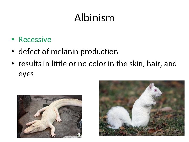 Albinism • Recessive • defect of melanin production • results in little or no Albinism • Recessive • defect of melanin production • results in little or no