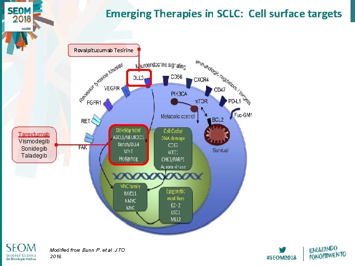 Emerging Therapies in SCLC: Cell surface targets Rovalpituzumab Tesirine Tarextumab Vismodegib Sonidegib Taladegib Modified