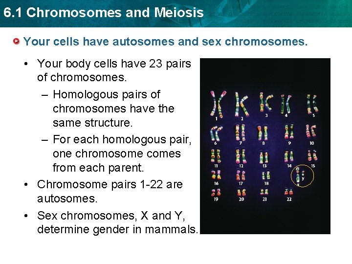 6. 1 Chromosomes and Meiosis Your cells have autosomes and sex chromosomes. • Your