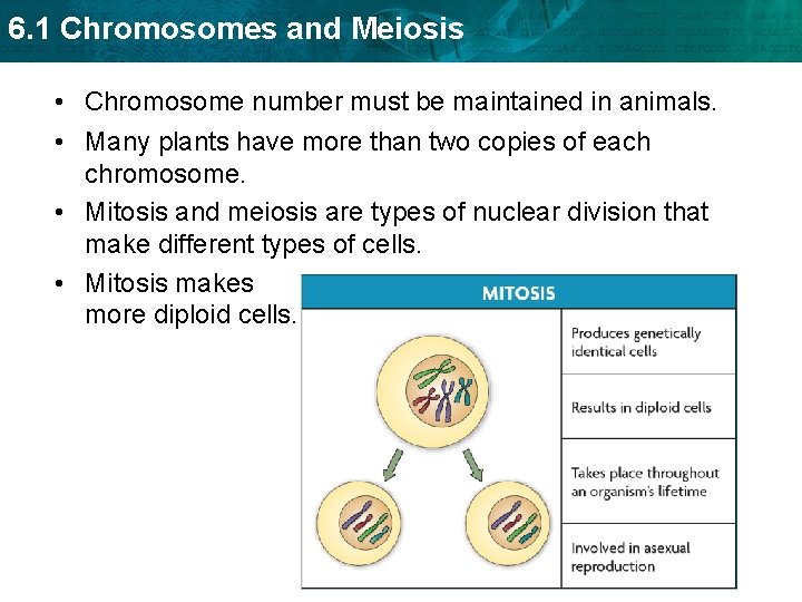 6. 1 Chromosomes and Meiosis • Chromosome number must be maintained in animals. •