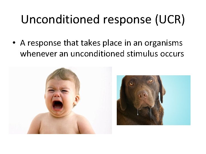 Unconditioned response (UCR) • A response that takes place in an organisms whenever an