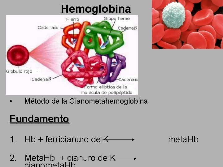 Hemoglobina • Método de la Cianometahemoglobina Fundamento 1. Hb + ferricianuro de K 2.