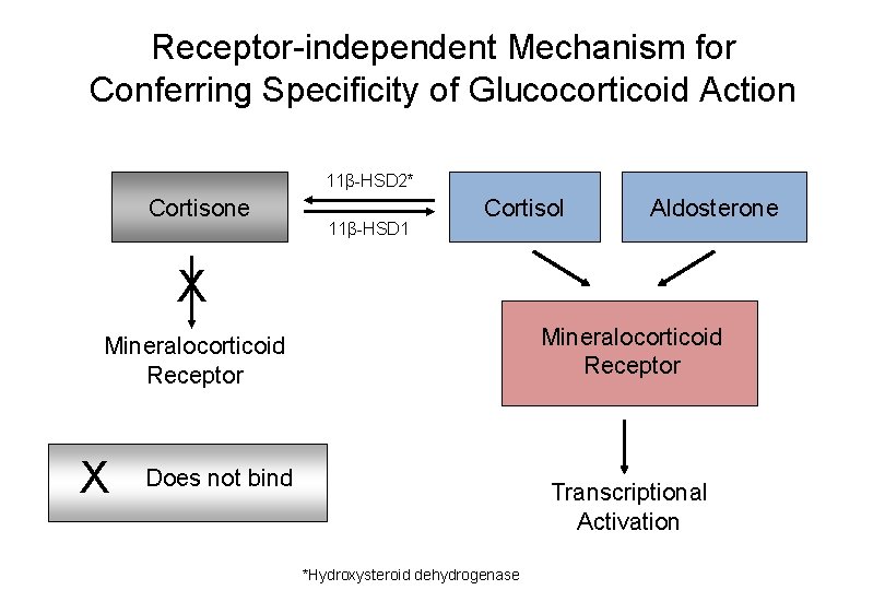 Receptor-independent Mechanism for Conferring Specificity of Glucocorticoid Action 11β-HSD 2* Cortisone 11β-HSD 1 Cortisol