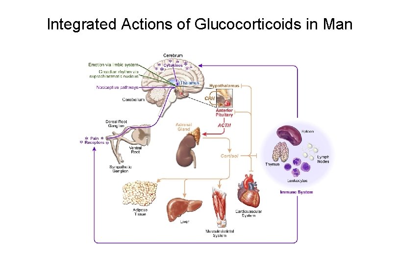 Integrated Actions of Glucocorticoids in Man 