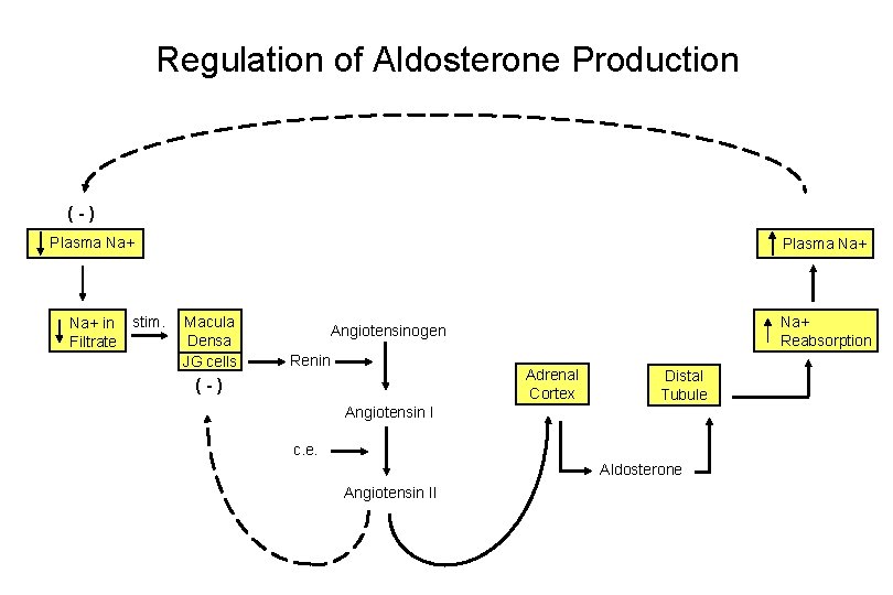 Regulation of Aldosterone Production (-) Plasma Na+ in Filtrate stim. Plasma Na+ Macula Densa