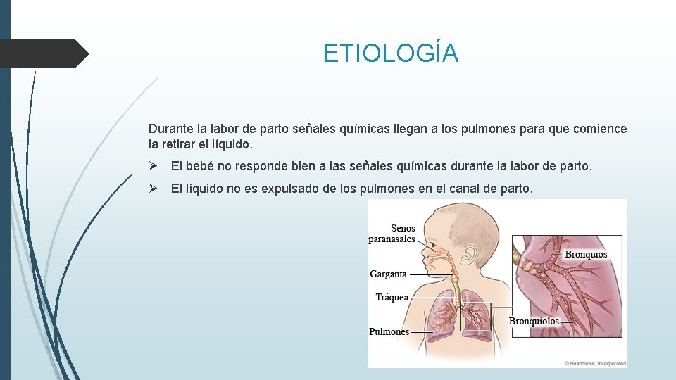 ETIOLOGÍA Durante la labor de parto señales químicas llegan a los pulmones para que