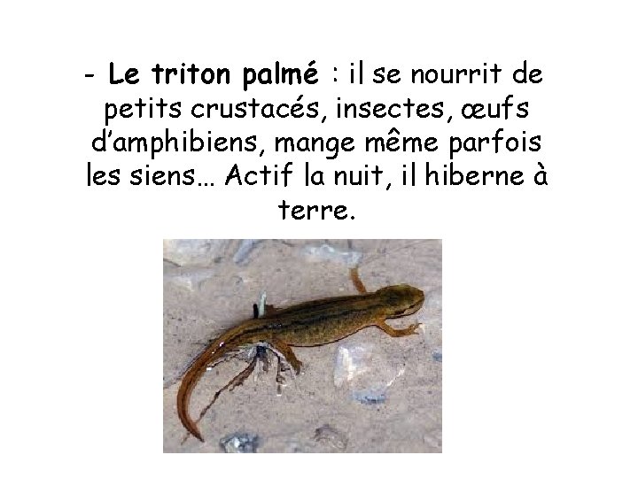 - Le triton palmé : il se nourrit de petits crustacés, insectes, œufs d’amphibiens,