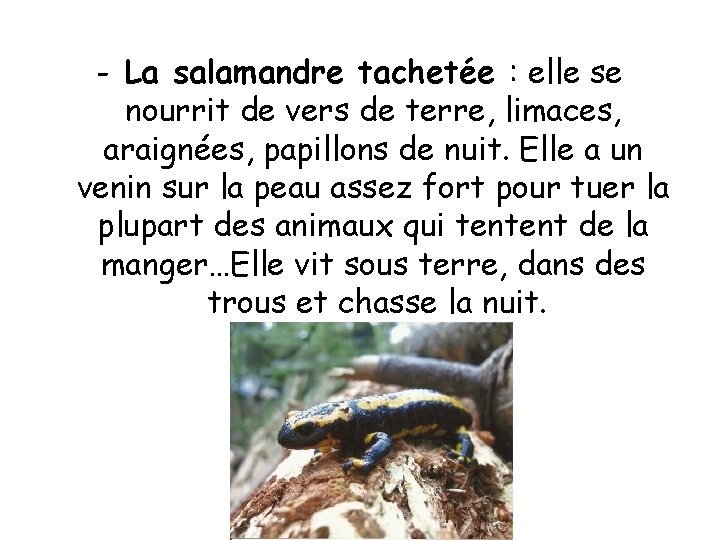 - La salamandre tachetée : elle se nourrit de vers de terre, limaces, araignées,