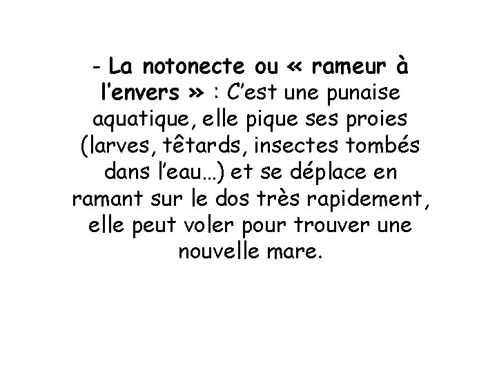 - La notonecte ou « rameur à l’envers » : C’est une punaise aquatique,