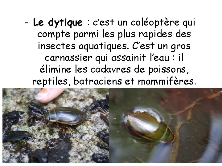 - Le dytique : c’est un coléoptère qui compte parmi les plus rapides insectes