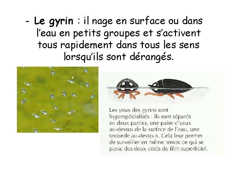 - Le gyrin : il nage en surface ou dans l’eau en petits groupes