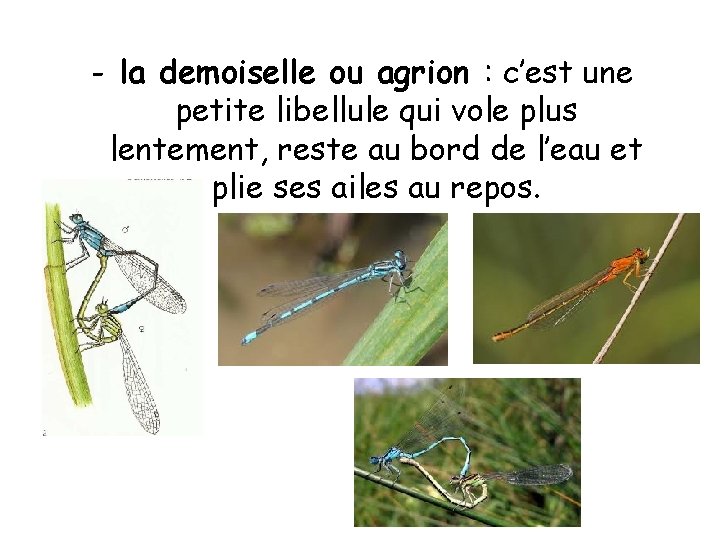 - la demoiselle ou agrion : c’est une petite libellule qui vole plus lentement,