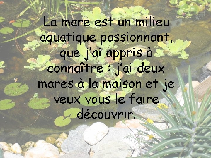 La mare est un milieu aquatique passionnant, que j’ai appris à connaître : j’ai