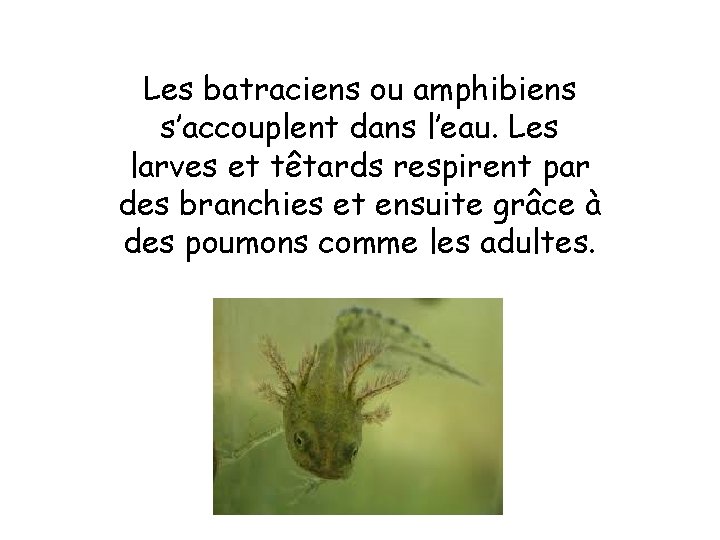 Les batraciens ou amphibiens s’accouplent dans l’eau. Les larves et têtards respirent par des