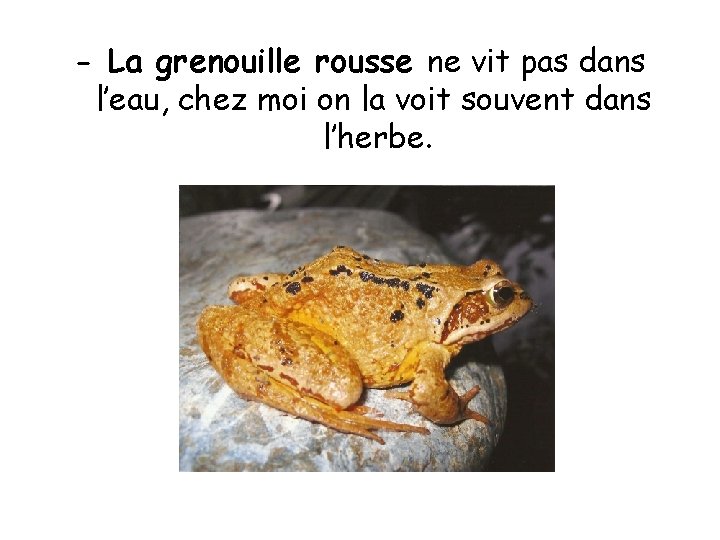 - La grenouille rousse ne vit pas dans l’eau, chez moi on la voit