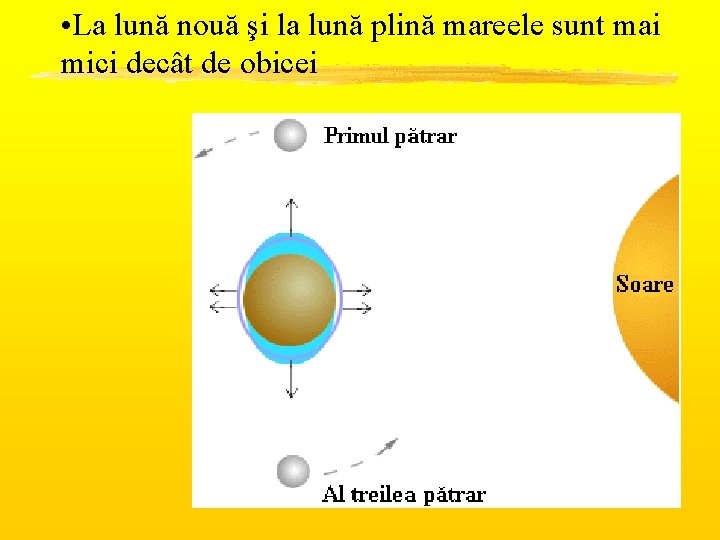  • La lună nouă şi la lună plină mareele sunt mai mici decât