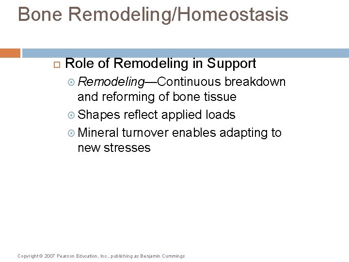 Bone Remodeling/Homeostasis Role of Remodeling in Support Remodeling—Continuous breakdown and reforming of bone tissue Bone Remodeling/Homeostasis Role of Remodeling in Support Remodeling—Continuous breakdown and reforming of bone tissue