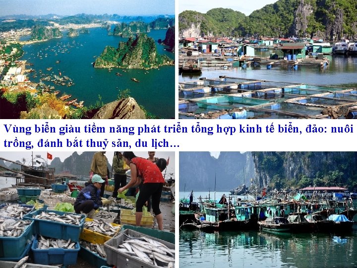 Vùng biển giàu tiềm năng phát triển tổng hợp kinh tế biển, đảo: nuôi
