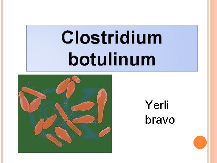 Clostridium botulinum Yerli bravo 