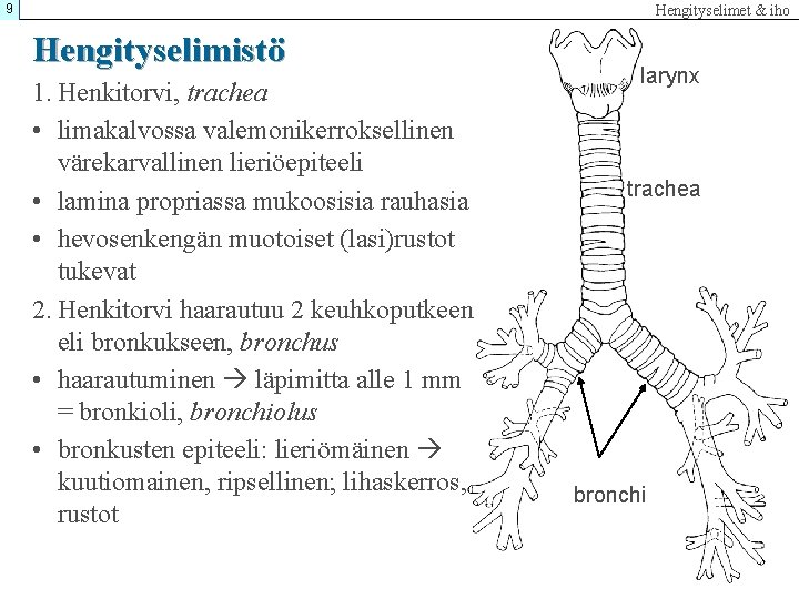 9 Hengityselimet & iho Hengityselimistö 1. Henkitorvi, trachea • limakalvossa valemonikerroksellinen värekarvallinen lieriöepiteeli •