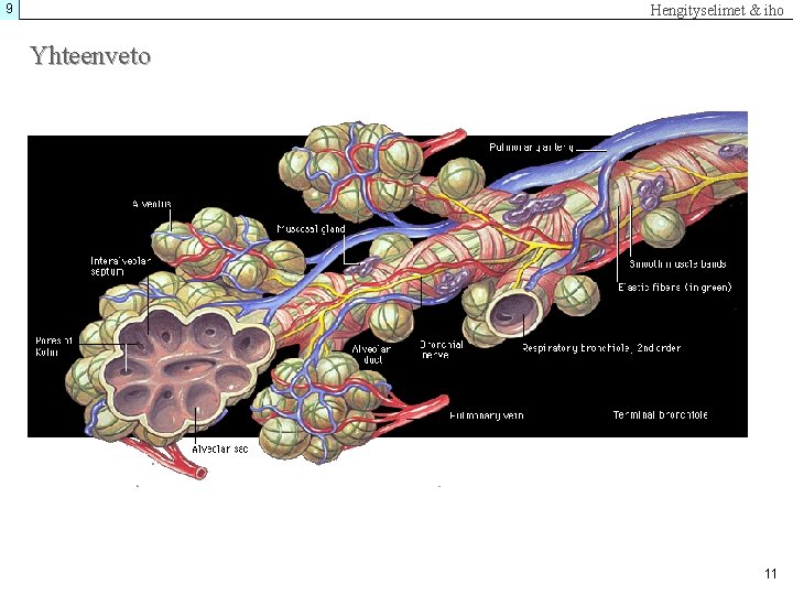 9 Hengityselimet & iho Yhteenveto 11 