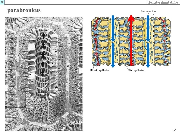 9 Hengityselimet & iho parabronkus 21 