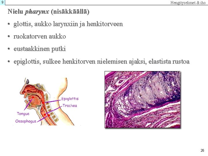 9 Hengityselimet & iho Nielu pharynx (nisäkkäällä) • glottis, aukko larynxiin ja henkitorveen •