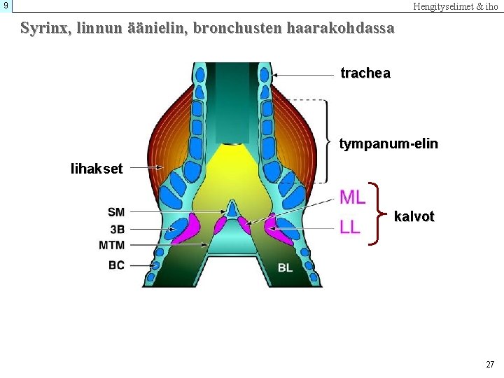 9 Hengityselimet & iho Syrinx, linnun äänielin, bronchusten haarakohdassa trachea tympanum-elin lihakset kalvot 27