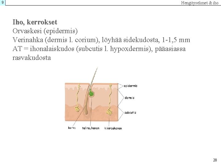 9 Hengityselimet & iho Iho, kerrokset Orvaskesi (epidermis) Verinahka (dermis l. corium), löyhää sidekudosta,