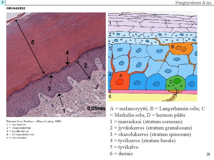 9 Hengityselimet & iho A = melanosyytti; B = Langerhansin solu; C = Merkelin