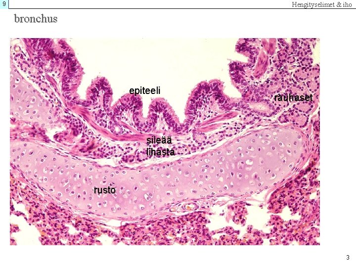 9 Hengityselimet & iho bronchus epiteeli rauhaset sileää lihasta rusto 3 