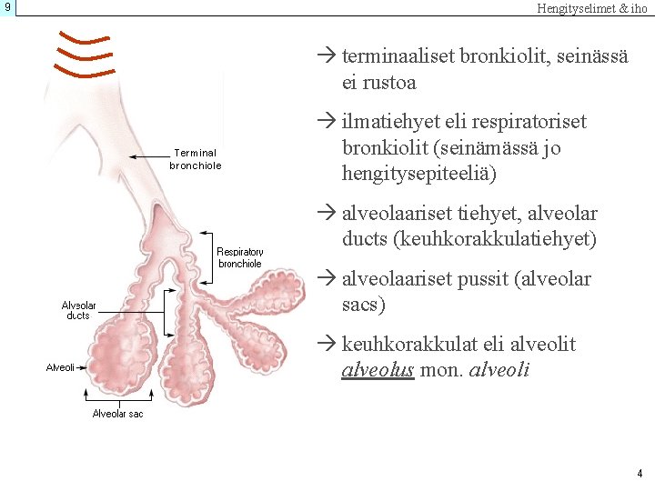 9 Hengityselimet & iho terminaaliset bronkiolit, seinässä ei rustoa ilmatiehyet eli respiratoriset bronkiolit (seinämässä