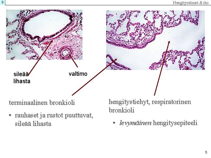 9 Hengityselimet & iho sileää lihasta valtimo terminaalinen bronkioli • rauhaset ja rustot puuttuvat,