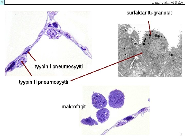 9 Hengityselimet & iho surfaktantti-granulat tyypin I pneumosyytti tyypin II pneumosyytti makrofagit 8 