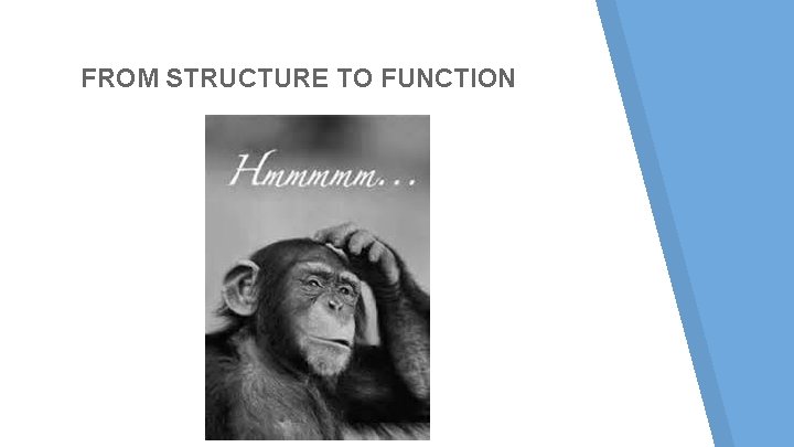 FROM STRUCTURE TO FUNCTION FROM STRUCTURE TO FUNCTION