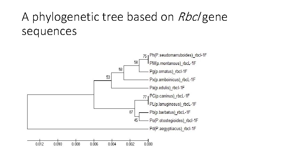 A phylogenetic tree based on Rbcl gene sequences 