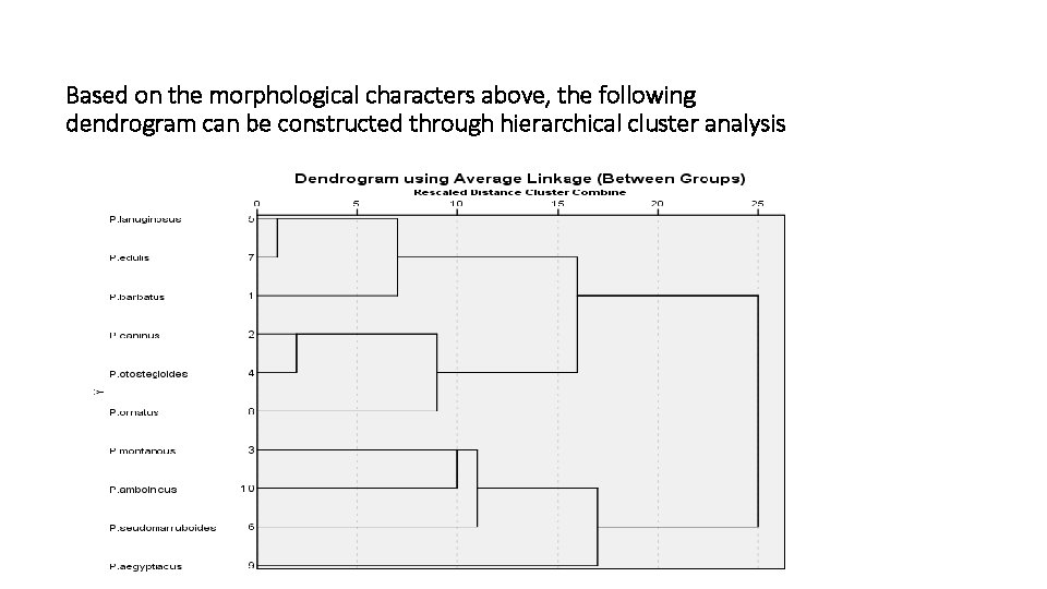 Based on the morphological characters above, the following dendrogram can be constructed through hierarchical