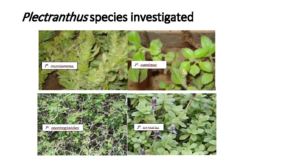 Plectranthus species investigated 