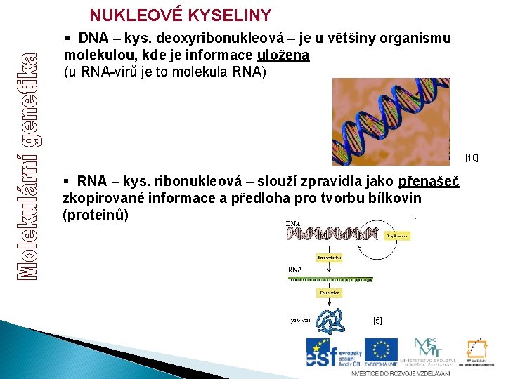 NUKLEOVÉ KYSELINY § DNA – kys. deoxyribonukleová – je u většiny organismů molekulou, kde NUKLEOVÉ KYSELINY § DNA – kys. deoxyribonukleová – je u většiny organismů molekulou, kde