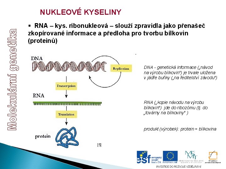 NUKLEOVÉ KYSELINY § RNA – kys. ribonukleová – slouží zpravidla jako přenašeč zkopírované informace NUKLEOVÉ KYSELINY § RNA – kys. ribonukleová – slouží zpravidla jako přenašeč zkopírované informace