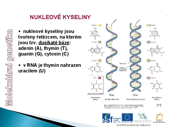 NUKLEOVÉ KYSELINY § nukleové kyseliny jsou tvořeny řetězcem, na kterém jsou tzv. dusíkaté báze: NUKLEOVÉ KYSELINY § nukleové kyseliny jsou tvořeny řetězcem, na kterém jsou tzv. dusíkaté báze: