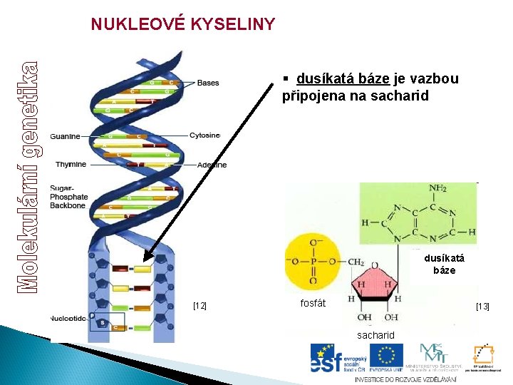 NUKLEOVÉ KYSELINY § dusíkatá báze je vazbou připojena na sacharid dusíkatá báze [12] fosfát