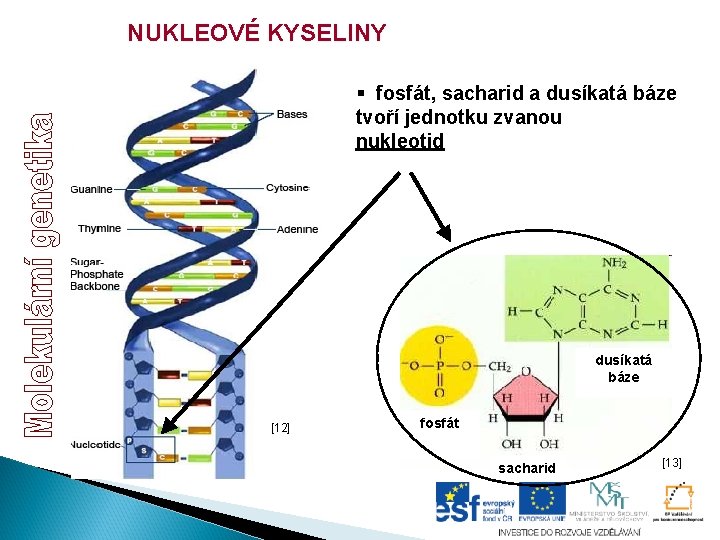 NUKLEOVÉ KYSELINY § fosfát, sacharid a dusíkatá báze tvoří jednotku zvanou nukleotid dusíkatá báze NUKLEOVÉ KYSELINY § fosfát, sacharid a dusíkatá báze tvoří jednotku zvanou nukleotid dusíkatá báze