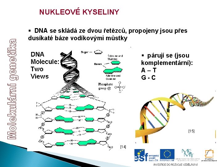 NUKLEOVÉ KYSELINY § DNA se skládá ze dvou řetězců, propojeny jsou přes dusíkaté báze NUKLEOVÉ KYSELINY § DNA se skládá ze dvou řetězců, propojeny jsou přes dusíkaté báze